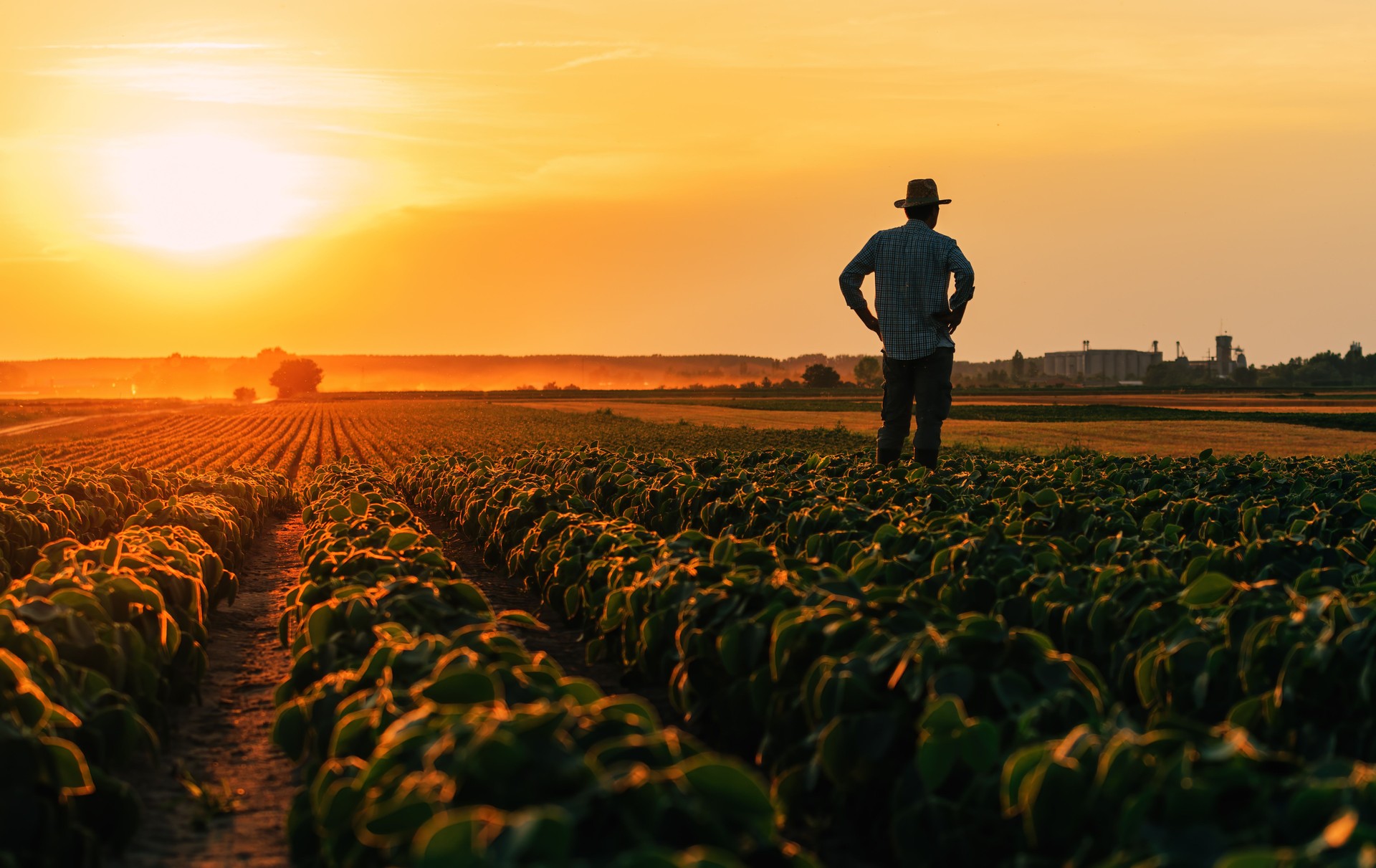 Back lit silhouette of male farmer standing in cultivated soybean field in summer sunset